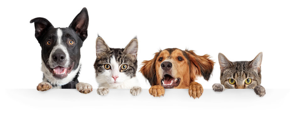 Happy Paws Vet