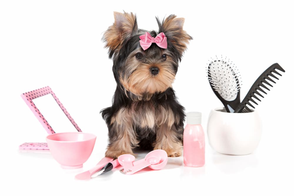 Pet Grooming Studio