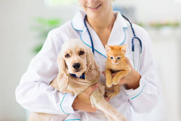 Vet Doc - Lasa Lashauri